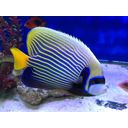 Thriving Aquatic Fish Store - A Hobbyist's Dream Photo 1